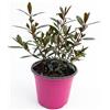 Generico Hebe Veronica Pianta in Vaso | Fiori Viola Ornamentali | Pianta Sempreverde da Esterno per Balcone e Giardino | Fioritura Primaverile Elegante e Resistente