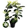 POWERS TO FLOWERS - STEPHANOTIS FLORIBUNDA, PIANTA CON FIORI, pianta vera