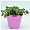 Generico Menta Glaciale Piantine - 1 Piantina Aromatiche da Vaso | Mentha Rotundifolia | Ideale per Infusi, Cocktail, Cucina e Aromaterapia | Facile da Coltivare