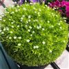 Generic muschio stellato Sagina subulata - biologiche per la copertura del terreno selvatiche rare per coltivazione di giardino di 100semi