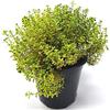 Generico Timo al Limone 1 Piantina Aromatica - 1 Pianta di Thymus Citriodorus in Vaso | Facile da Coltivare su Balcone o Giardino | Aroma Agrumato per Cucina, Infusi e Cosmesi