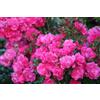 Vivaio di Castelletto Rose paesaggistiche rifiorenti in vaso Bio 8 cm, varietà a scelta Black Forest, Pink Forest, Innocencia e Cubana Vivaio di Castelletto (Rosa)