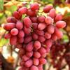 Vivai Decandia Giovanni PIANTA DA FRUTTO UVA CRIMSON SEEDLESS in vaso età 2/3 anni (foto reali)
