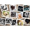 Grafika Puzzle Cani - 2000 pezzi - Collage di animali a puzzle