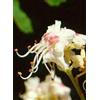 HERBOPLANET Srl MSA AESCULUS HIPPOCA 50ML