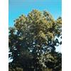 HERBOPLANET Srl MSA FRAXINUS EXCELS 50ML