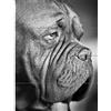 Artery8 Dog French Mastiff Head Muzzle Black White Photo XL Giant Panel Poster (8 Sections) francese Fotografia Manifesto