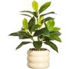 LUWENER Pianta di ficus finta in vaso di ceramica, 30,5 cm di altezza, piante artificiali in vaso per casa e ufficio, pianta di ficus finta per decorazione tavolo, bagno, camera da letto (vaso bianco)