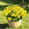 Aisamco 6 Mazzetti Ipomea Seta UV Resistente | Fiori artificiali, Casa vaso, Portico patio, Interno esterno, Balcone, Giallo