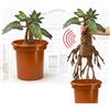 Noble Collection Harry Potter - Mandragola stridula in vaso