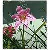 Seeds & Plants Shop by Ipsa Pezzi - 10x Zephyranthes Carinata Perenne Giardino Piante - Seme ID982 - Seeds & Plants Shop by Ipsa