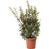 KENTIS - Pianta di Lentisco con Decorazione Vaso in Juta - Pistacia Lentiscus - Piante Vere da Esterno da Siepe Resistenti - Pianta da Giardino - H 125-150 cm Vaso Ø 30 cm