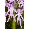 Generic Orchis Italica - Orchidea uomo nudo, semi di orchidea italiana 5/10/20/40 (20)