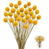 AIYONG 30 pezzi Palline Billy essiccate, 44-46 cm gialli di Fiori Billy Balls Fiori secchi di Craspedia, Bouquet di Fiori Secchi Naturali di Craspedia, per floreali fai-da-te, decorazioni per la casa