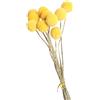 JISADER 10x fiori secchi fiori secchi di Craspedia centrotavola per feste decorazioni Boho per matrimoni autunnali, Da 1 cm a 1.5 cm