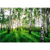 WallArena Carta Da Parati Fotografica Foresta Betulle Verde Bosco - Include Colla - Moderna Carta per Pareti Soggiorno Camera Da Letto Sala Fotomurali In Tessuto Non Tessuto TNT (312x219 cm - 3 Strisce)