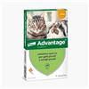 Bayer Advantage ANTIPULCI per Gatti sotto I 4 kg ANTIPARASSITARIO FIALETTE