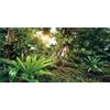 MIRRORANG 120x46cm Foresta Profonda Terrario Sfondo Sole Piante Tropicali Alberi Acquario Sfondo Foresta pluviale Rettile Habitat Sfondo Vinile