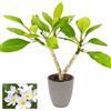 POWERS TO FLOWERS - PLUMERIA FRANGIPANI BIANCA, IN VASO CERAMICA ANTRACITE A RIGHE, altezza 45/50cm, pianta vera