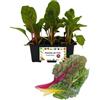 P. Piantine da Orto | Costa Arcobaleno, Kit da 6 piantine, Pianta Pronta per il Trapianto, Pianta Vera da Orto, da Balcone, e da Esterno, Vivaio Italiano