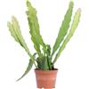 eGarden.store - Pianta vera di Epiphyllum Crenatum o Cactus orchidea | Altezza: 30 cm - Diametro vaso: 10 cm | Pianta grassa con fiori dai vari colori da coltivare all'interno o esterno