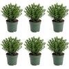 Bloomique - Set di 6 - Ilex Crenata Jenny - Agrifoglio giapponese - Gaultheria - Resistente - Piante da balcone - Altezza 10-20 cm - Vaso 10 cm