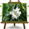 EURO PLANTS VIVAI Gardenia Jasminoide Radicans Pianta Ornamentale su Vaso da 18 cm Altezza 20-30 cm Chioma 30~35 cm