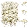 Dog's Booty 100 Pezzi Multi Bocciolo di Fiore Gypsophila Essiccata Nebbiolina Secca
