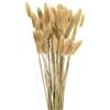 QUARKZMAN 60pz Coda di Coniglio Naturale Fiori Secchi 43cm Mini Erba di Pampa per Decorazioni Floreali Matrimonio Natale, Beige