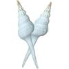 DSFIHJO Conchiglie 4 Pezzi Conchiglia Changting Lumaca Bianca Campione Biologico Marino Decorazione Acquario Conchiglie di Mare Gioielli Fai da Te