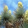 le Georgiche Vivai le Georgiche - Pianta vera di Yucca gloriosa Pugnale spagnolo - vaso Ø 24 cm - altezza alla vendita 30-40 cm