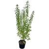Generico Pianta di Citronella Vaso 18 60 cm 2 anni