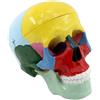 Testa di scheletro di insegnamento anatomico a grandezza naturale in PVC