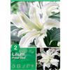 Lilium "Polar Star"