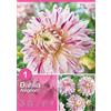Dalia "Avignon"