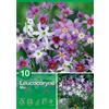 Leucocoryne "Mix"