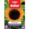 Semi Blumen girasole gigante Bellezza d`autunno