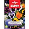 Blumen Semi Blumen viola del pensiero gigante in miscuglio