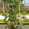 Flower stick-bastoncino bamboo 50 cm naturale