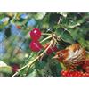 Rete Anti-Uccelli 2X5 m