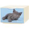 Domopak Living Cassetto in plastica Qbox Deco mini Animals 15,5x10,5x21 cm