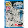 Semi fiori Alisso bianco