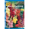 Semi fiori Bocca di leone nana