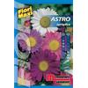 Semi fiori Astro semplice