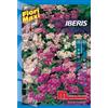 Semi fiori Iberis