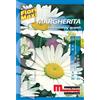 Semi fiori Margherita Mayqueen