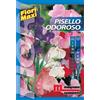 Semi fiori Pisello odoroso