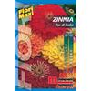 Semi fiori Zinnia fior di dalia