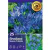 Brodiaea "Queen Fabiola"
