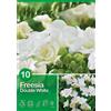 Fresia "Double White"